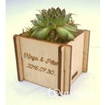 Kövirózsa tartó köszönetajándék 