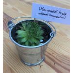 Kövirózsa köszönetajándék vödörben