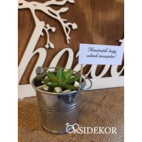 Kövirózsa köszönetajándék vödörben