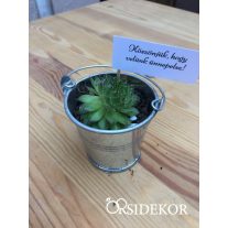 Kövirózsa köszönetajándék vödörben