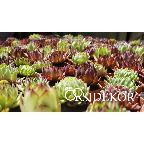 Nőnapi virág _ kövirózsa 