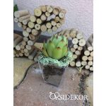 Kövirózsa köszönetajándék műanyag tartóban