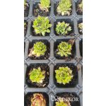 Kövirózsa szaporító tálcán - Csináld magad! DIY