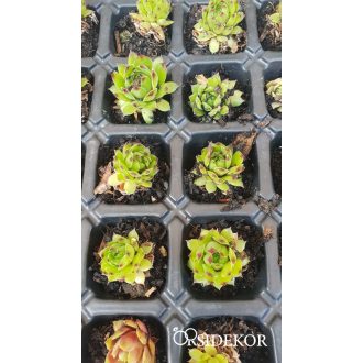 Kövirózsa szaporító tálcán - Csináld magad! DIY