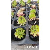 Kövirózsa szaporító tálcán - Csináld magad! DIY