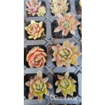 Kövirózsa szaporító tálcán - Csináld magad! DIY