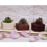 Kövirózsa, virágmag, virághagyma cserépben